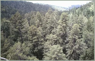 3015-top of trees.webp