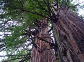 8901-Mat and Dan from M.D comming out of the tree.webp