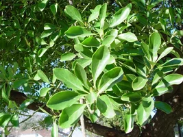 8920-mock  orange.webp