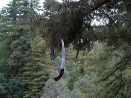 8968-hanging on by one tooth.webp