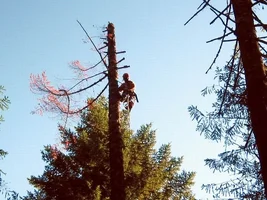 9024-skykomish dead 160 footer2W.JPG.webp