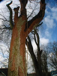 9174-DED Elms 016w.webp