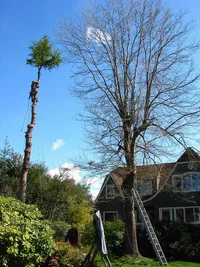 9638-Freed oak, larch 003a.webp