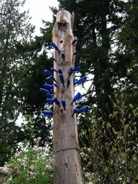 9654-Thirsty tree 002bb.webp