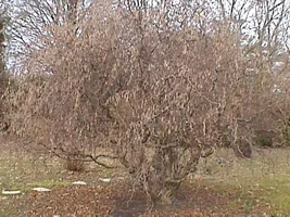 9798-treestuff 001.webp