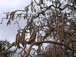 9799-treestuff 003.webp