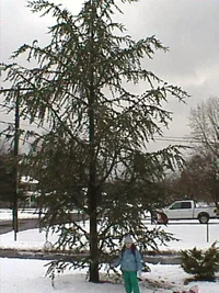 9800-treestuff 011.webp