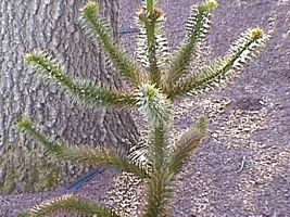 9802-treestuff 017.webp