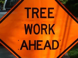 10301-crane,poplars 01.webp