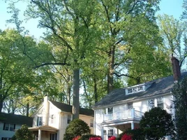 10302-crane,poplars 02.webp