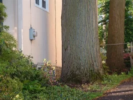 10303-crane,poplars 03.webp