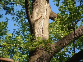 10305-crane,poplars 05.webp