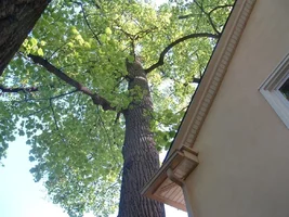 10307-crane,poplars 027.webp