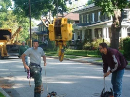 10308-crane,poplars 08.webp