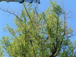 10309-crane,poplars 09.webp