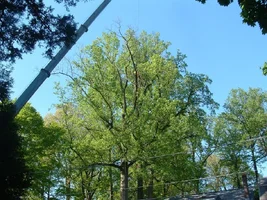 10312-crane,poplars 12.webp