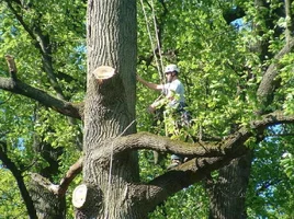 10313-crane,poplars 13.webp