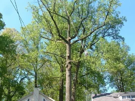 10314-crane,poplars 14.webp