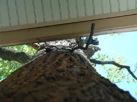 10316-crane,poplars 16.webp