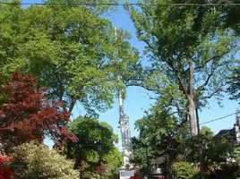 10317-crane,poplars 17.webp