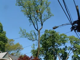 10318-crane,poplars 18.webp