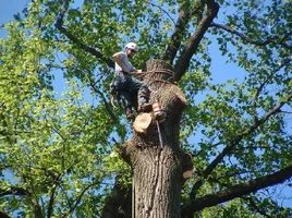 10319-crane,poplars 19.webp