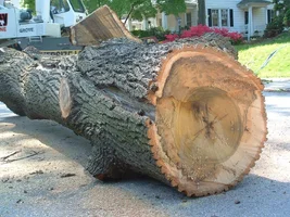 10320-crane,poplars 20.webp