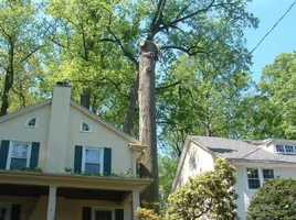 10322-crane,poplars 22.webp