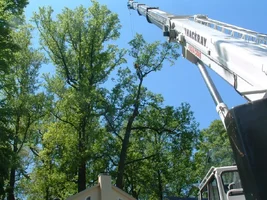 10323-crane,poplars 23.webp