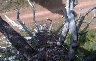 10432-1MtShasta-BlackFox 019a.webp