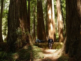 10456-redwood2 00624web.webp