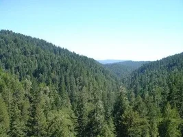 10459-redwood2 022web.webp