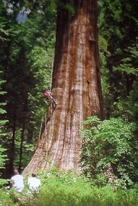 10616-BullBuck base1web.webp