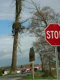 10643-About 10 foot dbh dedar011w.webp