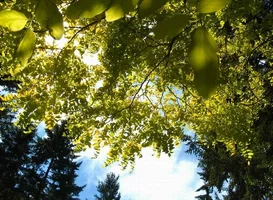 10749-NW Seattle flora 016w.webp