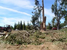 10772-tractor pulling up log.webp