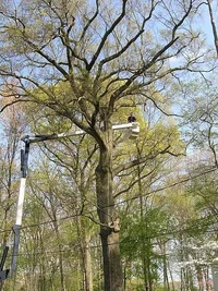 10883-willow oak removal 019fix.webp