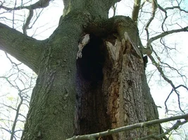 10884-dad's 026a.webp