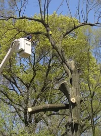 10885-willow oak removal 026fix.webp