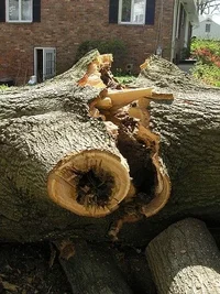 10886-willow oak removal 004fix.webp