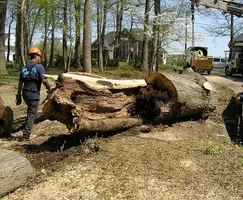 10890-willow oak removal 005a.webp