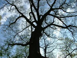 10910-dad's 021fix.webp