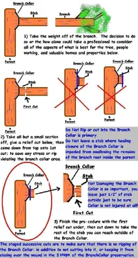 11169-Branch Collar Preservation.webp