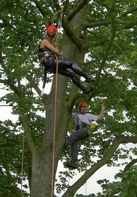 11436-cat rescue.webp