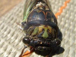 11609-sony pics 049a.webp