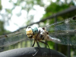 11620-sony pics 058d.webp