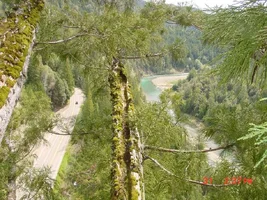 11874-treehouse 050a.webp