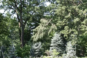 11882-IMG_3285.JPG fir removal.webp