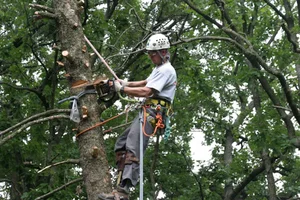 11883-IMG_3340.JPG fir removal.webp