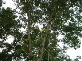 12370-Ft Dix Removals 006a.webp